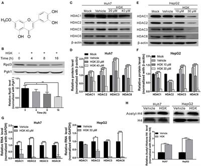 Hydroxygenkwanin Inhibits Class I HDAC Expression and Synergistically Enhances the Antitumor Activity of Sorafenib in Liver Cancer Cells